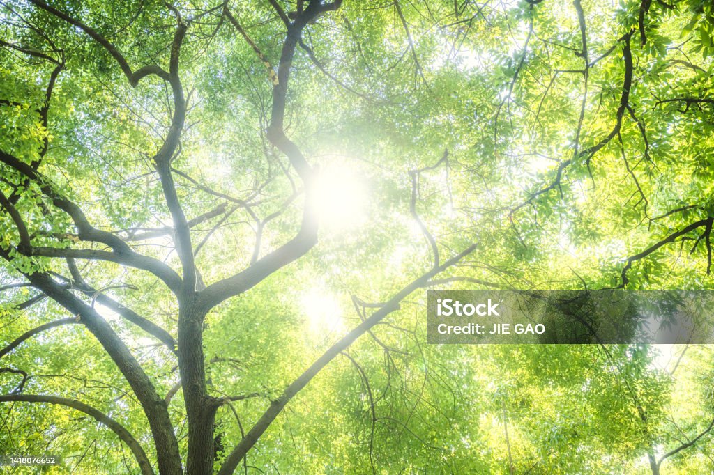 Trees in the sun Sun Stock Photo