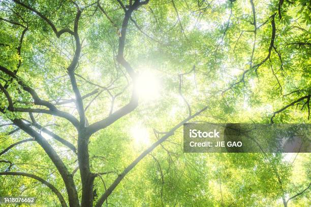 Trees In The Sun Stock Photo - Download Image Now - Sun, Sunlight, Lush Foliage