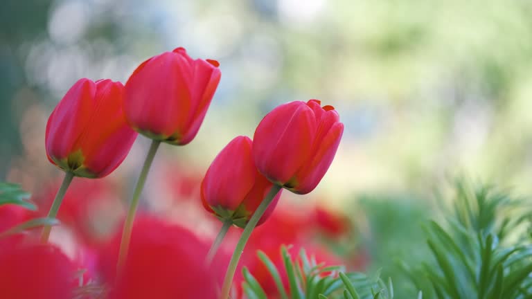 Bright red tulip flowers blooming on outdoor flowerbed on sunny spring day