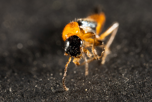 Ant