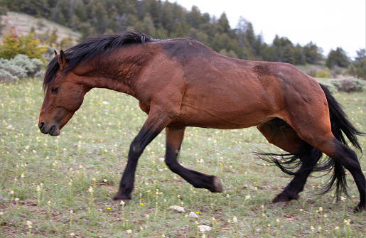 Blood bay wild horse stallion charging in the central Rocky Mountains of the western United States