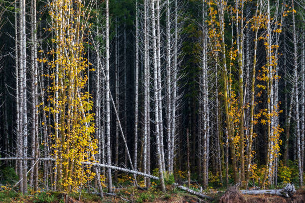 istock Autumn Colored trees in the Forest 1418080535