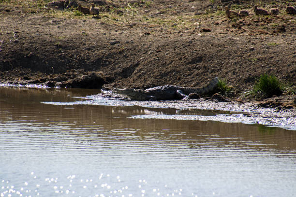A crocodile standing below a bank on the muddy edge of a body of water.