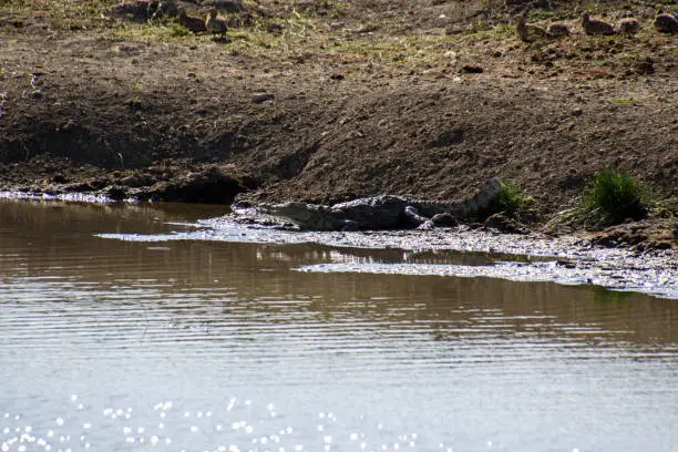A crocodile standing below a bank on the muddy edge of a body of water.