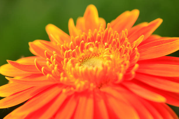 African chrysanthemum are in full bloom