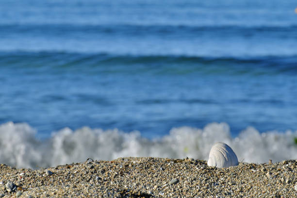 Rest on the seashore. A shell on the sandy seashore. Selective focus.