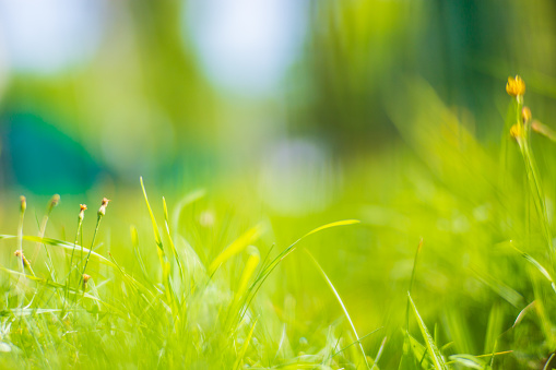 Natural strong blurry background of green grass blades close up. Fresh grass meadow in sunny morning. Copy space.