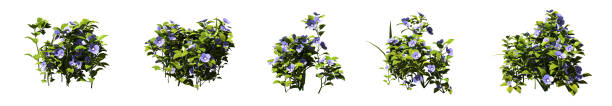 istock Set of grass bushes isolated on white. Speedwell. Veronica. 1418098072