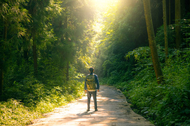 istock Traveler with backpack walking in morning forest road 1418098120