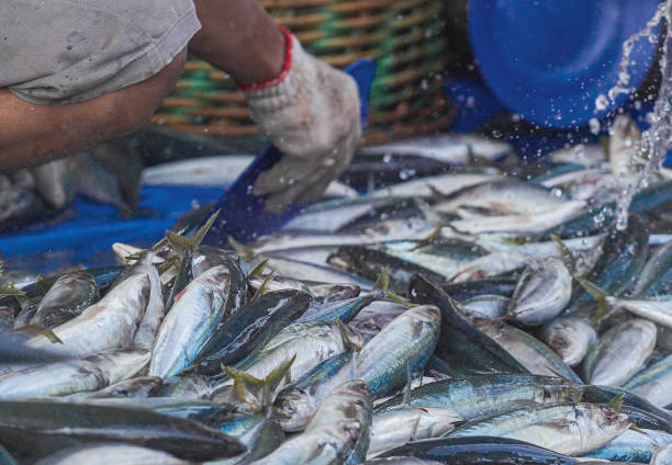 istock Lampulo Fresh Fish Market 1418098391