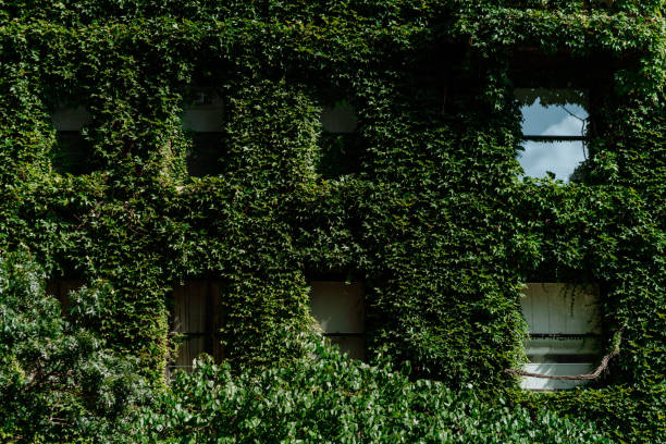 istock buildings facade with green wall 1418100869