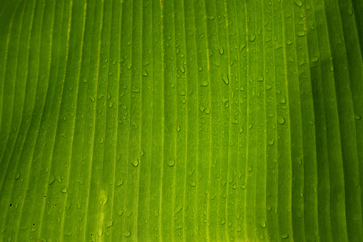 Fresh green grass with dew drops closeup. Nature Background