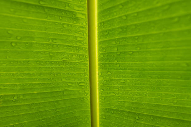 Texture of green leaves