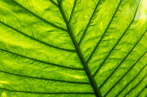 Leaf detail showing ribs and veins in back light