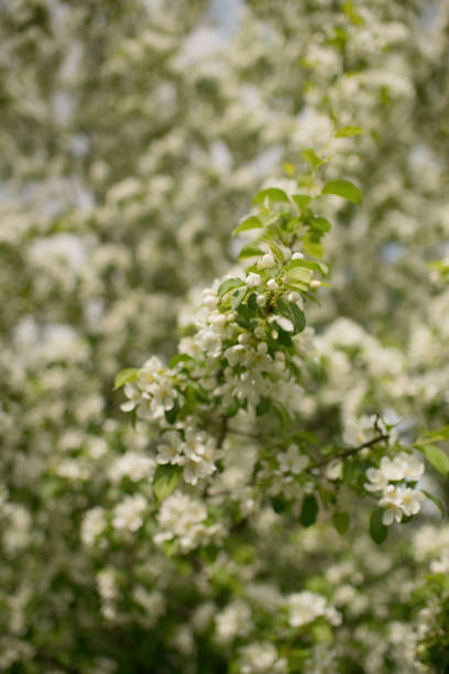 istock Blooming apple blossoms on a tree on a sunny day 1418103882