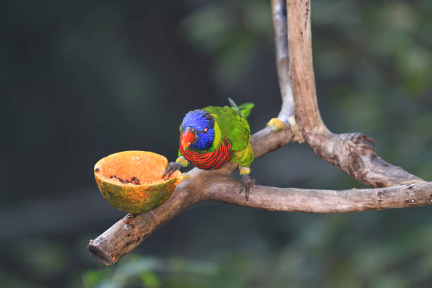 istock a Blue throated Barbet, the animal image 1418103904