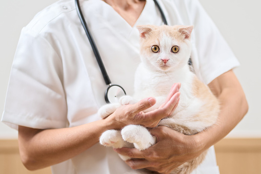 Asian veterinarian holding a kitten