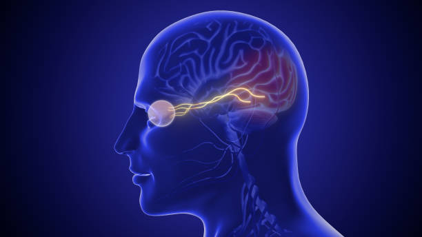 nerw wzrokowy i jego wizualne połączenie z mózgiem - sensory perception eyeball human eye eyesight zdjęcia i obrazy z banku zdjęć