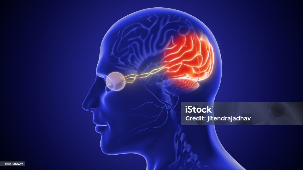 The optic nerve and its visual link to the brain Optic Nerve Stock Photo