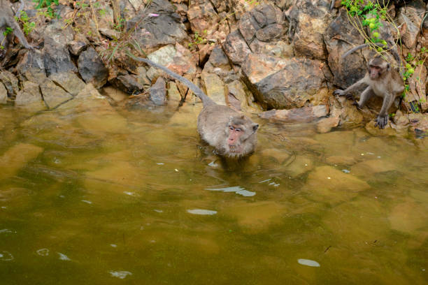 The monkey is walking on the rock at reservior.