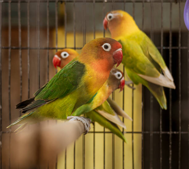 istock Java, Indonesia, June 13, 2022 - Lovebirds sit on a perch in a cage 1418108120