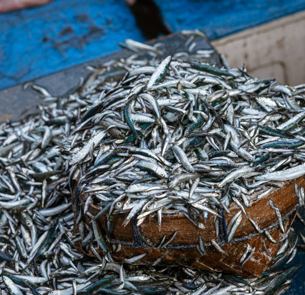 istock Java, Indonesia, June 13, 2022 - Tiny sardine-like fish are often dried and eaten as a snack 1418108682