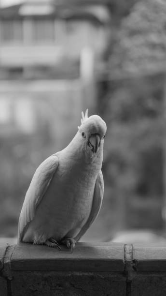 istock Grayscale shot of White cockatoo perched on balcony railing 1418109198