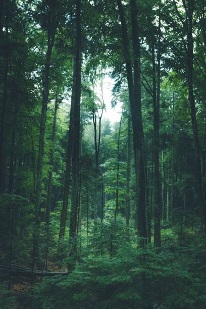 istock Vertical shot of thin tall tree in lush green forest 1418109240