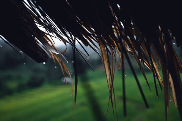 istock Green Rice field on terraced and farm hut 1418110107
