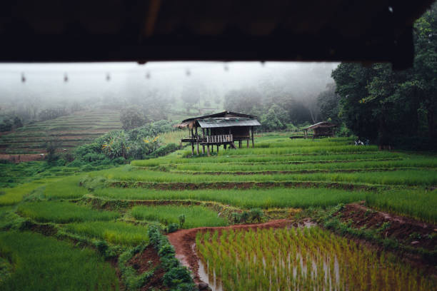 istock Green Rice field on terraced and farm hut 1418110164