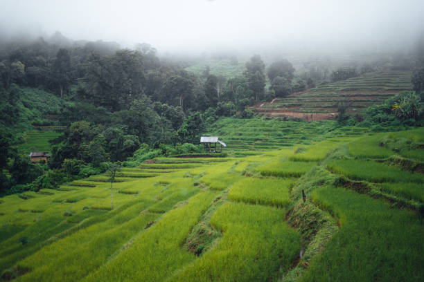 istock Green Rice field on terraced and farm hut 1418110165