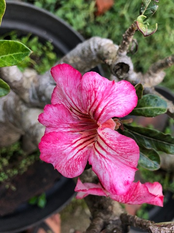 beauty pink adenium flowers