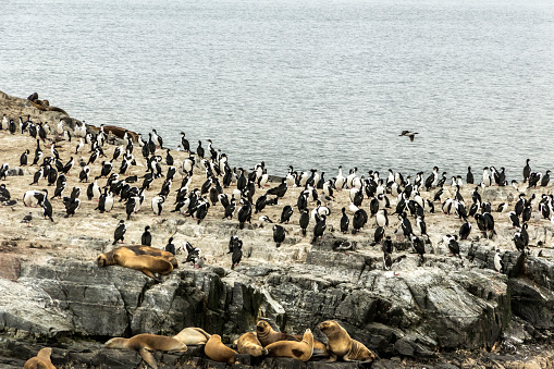 Sea Wolfs and Magellanic cormorants live together on an island near the city of Ushuaia, in the Beagle Channel, Tierra del Fuego, Patagonia, Argentina.