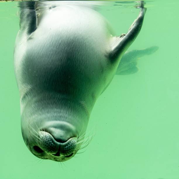 istock howler in the seal pool 1418110546