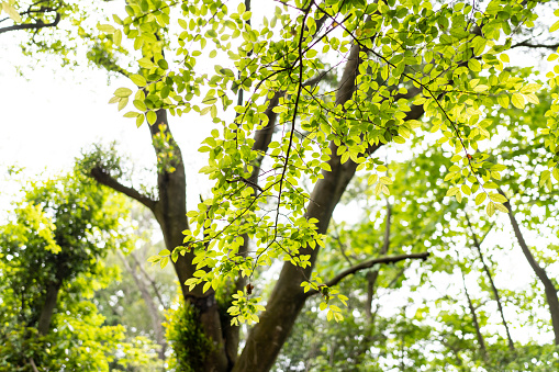 Leaves in the forest