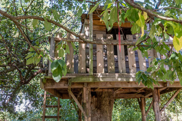 Branches with green leaves of a fruit tree against a wooden tree house built on a tree trunk stock photo
