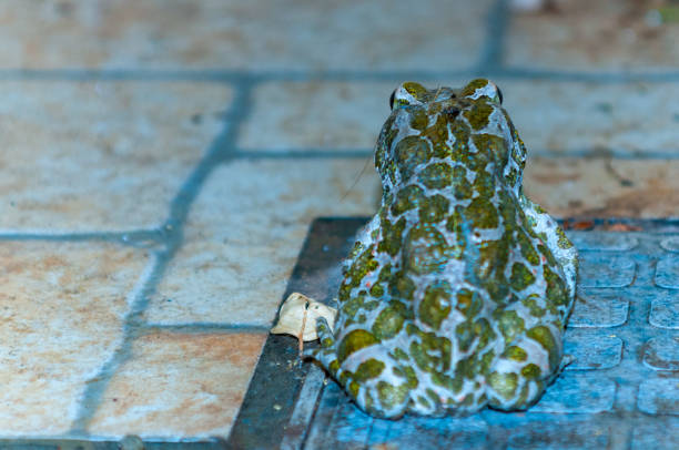 Bufotes viridis on the back showing leopard textured skin at night on Blurred Background