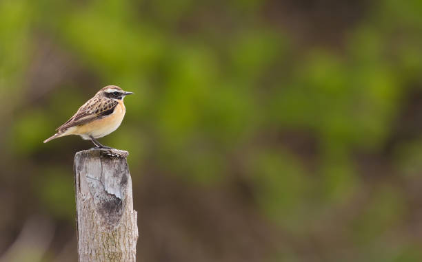 whinchat, saxicola rubetra. o pássaro macho senta-se em um toco. - whinchat - fotografias e filmes do acervo