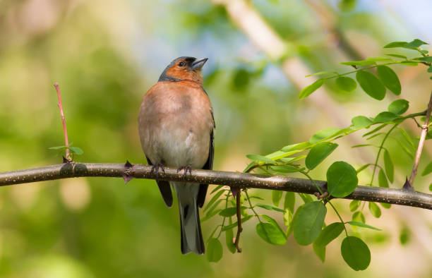 Common chaffinch, Fringilla coelebs. In the early morning, a male bird sits on a branch Common chaffinch, Fringilla coelebs. In the early morning, a male bird sits on a branch male common chaffinch bird fringilla coelebs stock pictures, royalty-free photos & images
