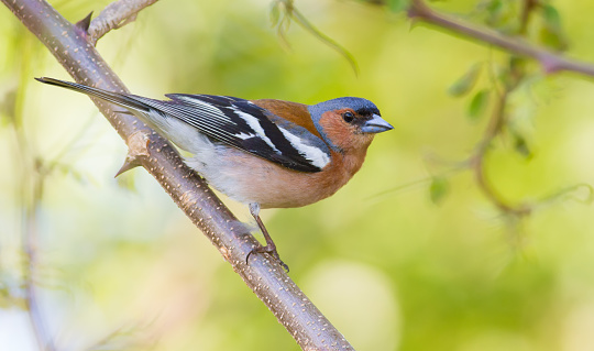 Common chaffinch, Fringilla coelebs. In the early morning, a male bird sits on a branch