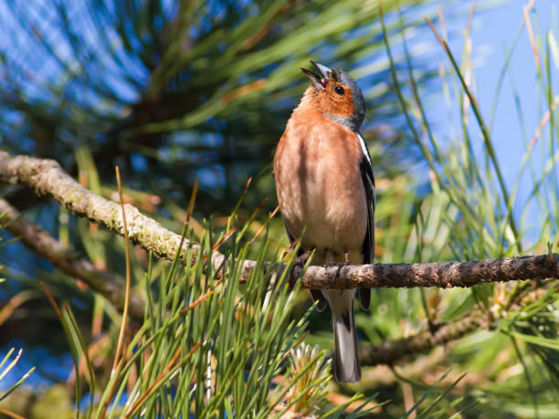 Common chaffinch, Fringilla coelebs. In the early morning, a male bird sits on a pine branch Common chaffinch, Fringilla coelebs. In the early morning, a male bird sits on a pine branch male common chaffinch bird fringilla coelebs stock pictures, royalty-free photos & images
