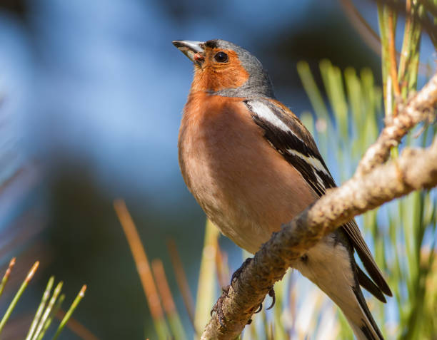 Common chaffinch, Fringilla coelebs. In the early morning, a male bird sits on a pine branch Common chaffinch, Fringilla coelebs. In the early morning, a male bird sits on a pine branch male common chaffinch bird fringilla coelebs stock pictures, royalty-free photos & images
