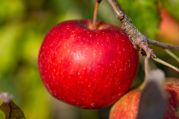 ripe apple on the tree - macintosh apple imagens e fotografias de stock
