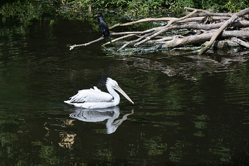 Fairy story. Dalmatian pelican (lat. Pelecanus crispus) swims on the enchanted lake. Above you can see the black cormorant.