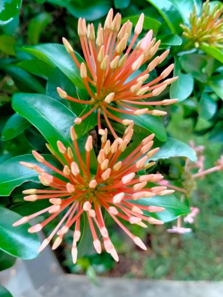 unbloom pink chinese ixora flower close up