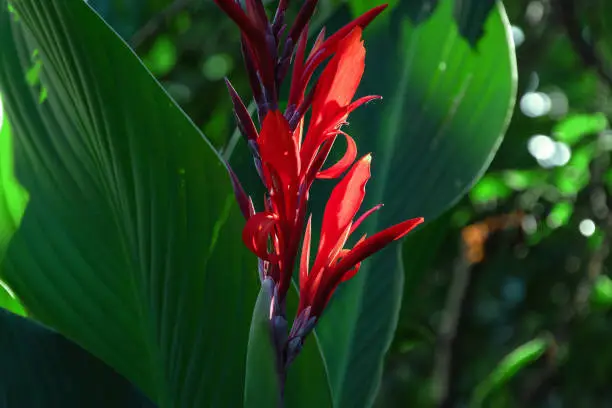 The red flower of Canna (Latin Cana). A red flower with large green leaves is a canna. The flowering of a red canna flower in the garden on a sunny day. Selective focus.