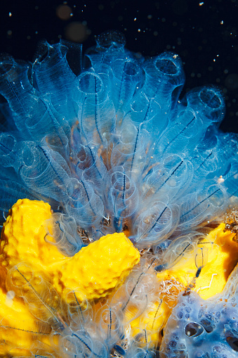 Glass sponge , Tube sponge. Sea life Salp and Yellow Sea sponge from scuba diver point of view