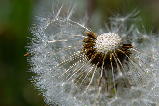 Blooming fluffy dandelion head. Fluffy umbrellas with dew drops on a green background. Macrophotography.