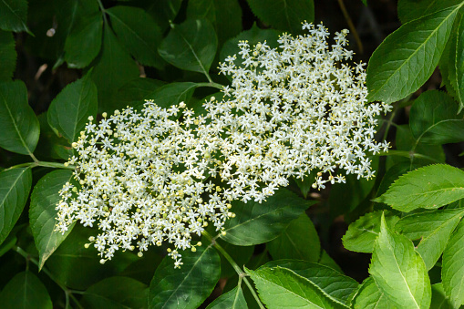 Elder is commonly used in herbal medicine. Good for respiratory problems.