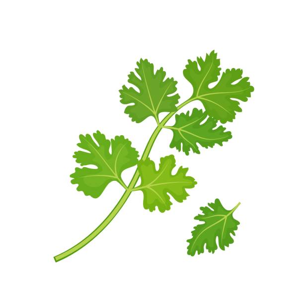 Fresh cilantro bunch. Coriander, cooking spicy herb. Vector illustration on white background Fresh cilantro bunch. Coriander, cooking spicy herb. Vector illustration on white background coriander seed stock illustrations